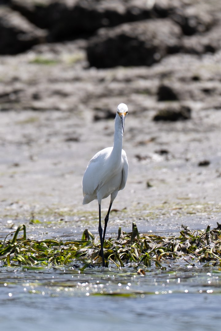 A snowy egret stands along a coastal mudflat surrounded by aquatic vegetation.
