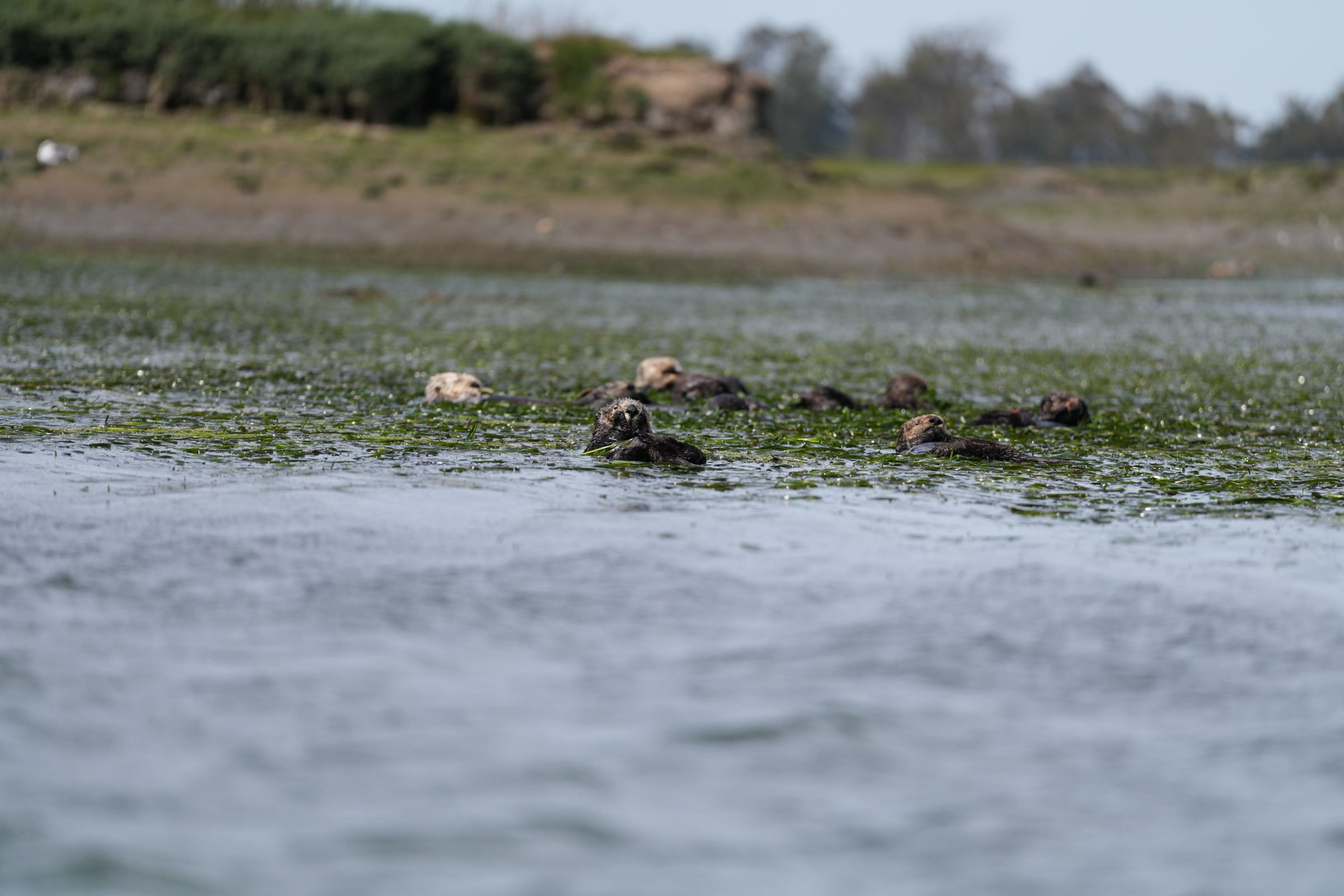 Sea otters float together on calm water.