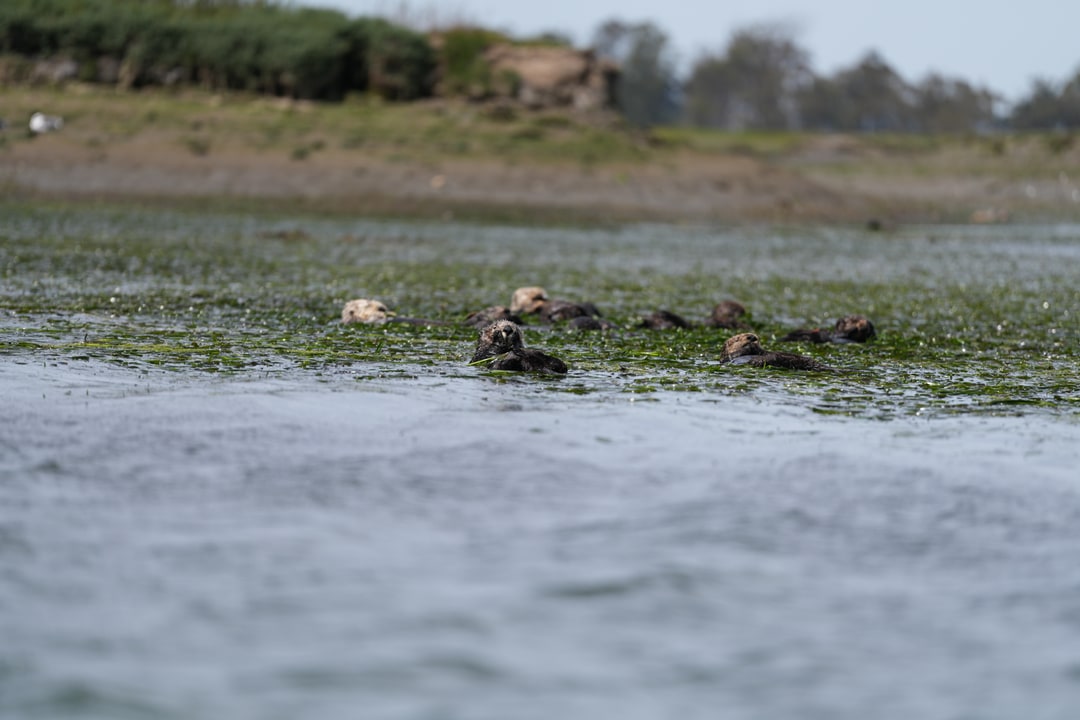 Sea otters float together on calm water.