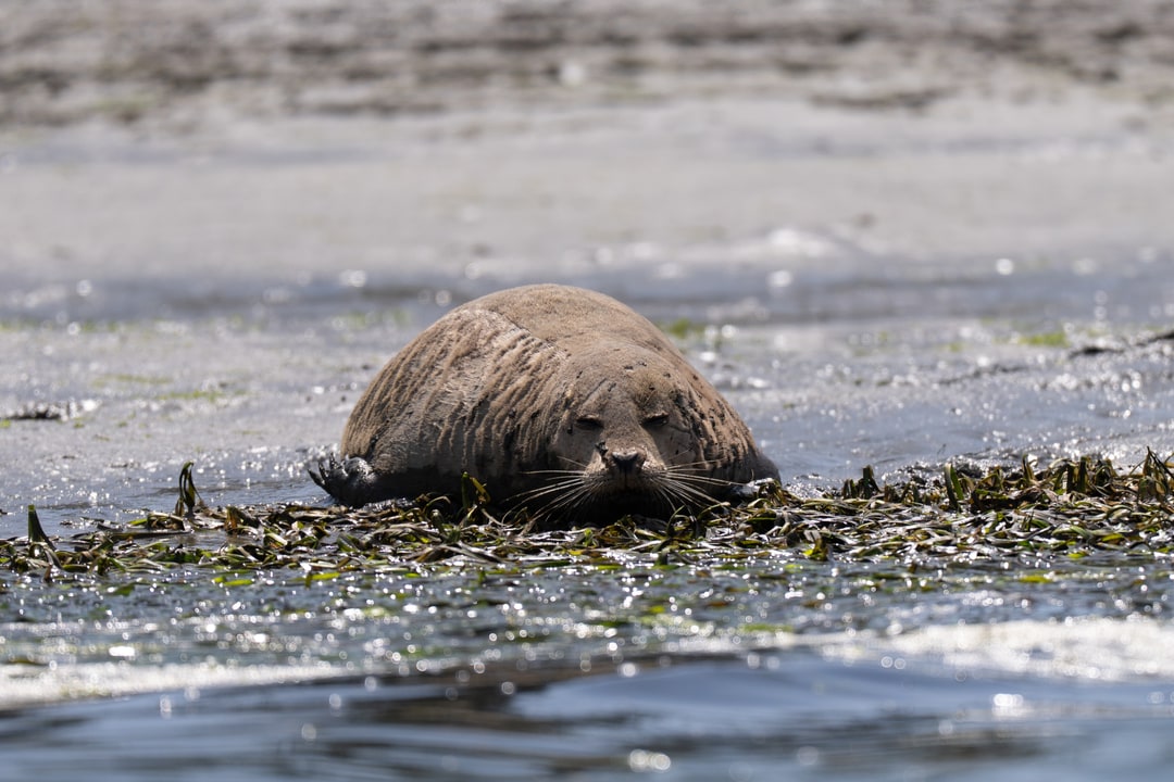 A harbor seal rests on a bed of sea grass along the coastal shoreline.