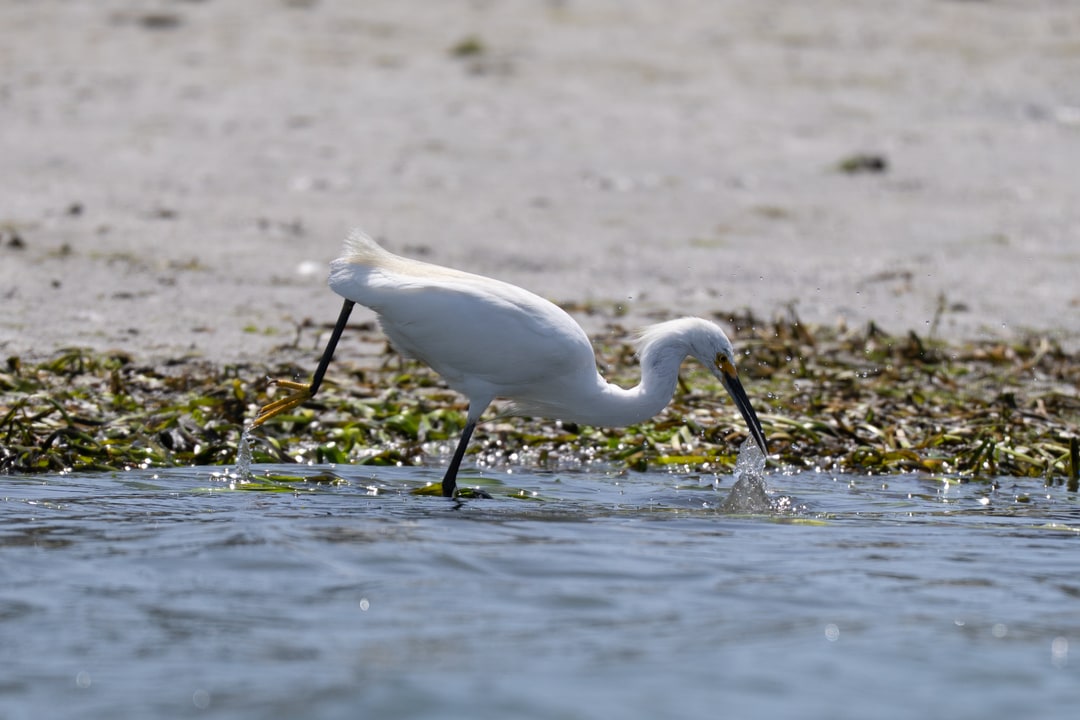 A snowy egret strikes into shallow water along a sandy shoreline.