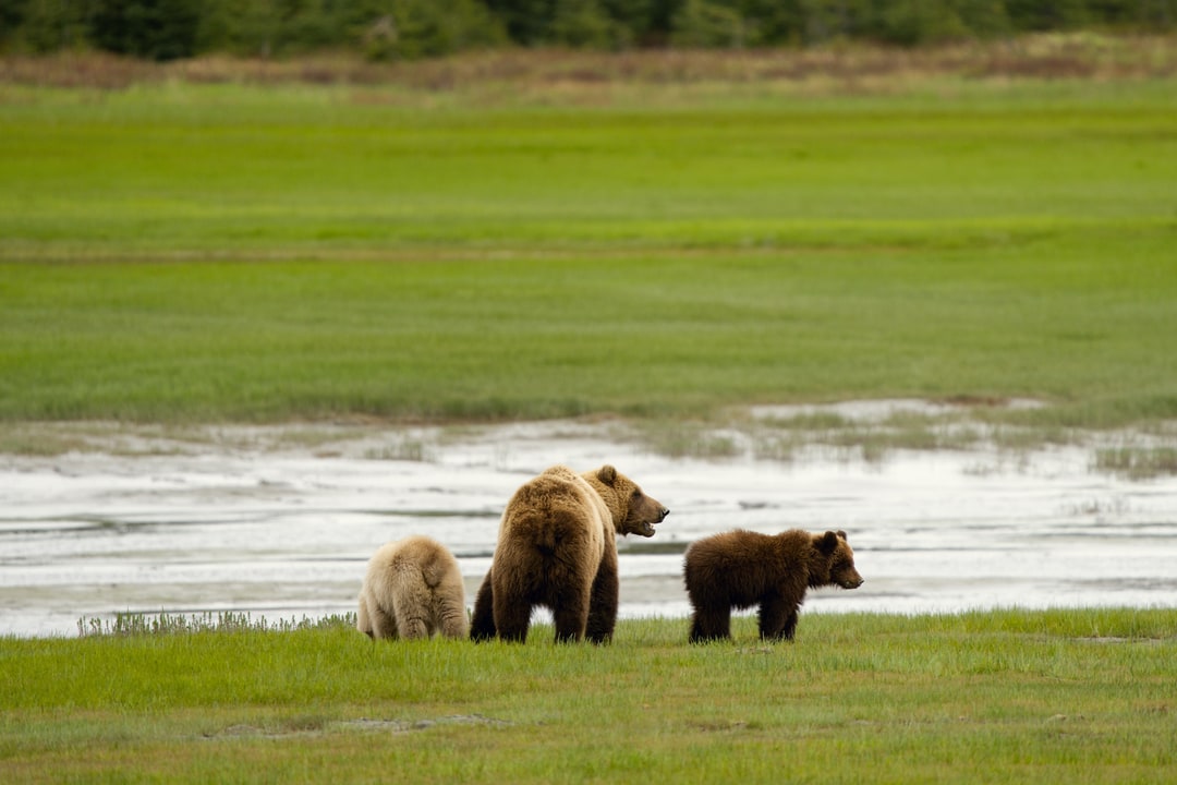 A brown bear mother stands near the shoreline with her two cubs in a coastal meadow in Alaska.