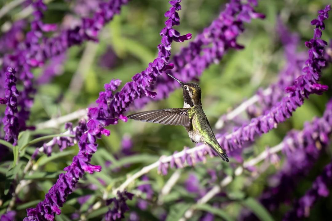 An Anna's hummingbird hovers in midair while feeding on blooming purple sage flowers.