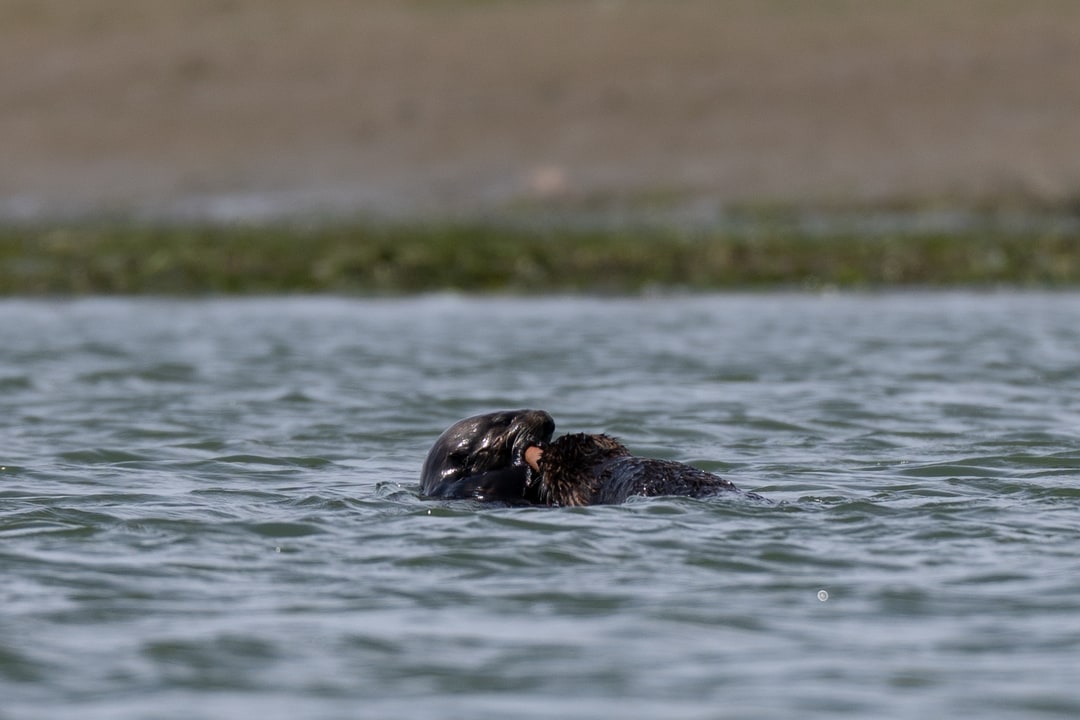Two sea otters interact while swimming together in coastal waters.