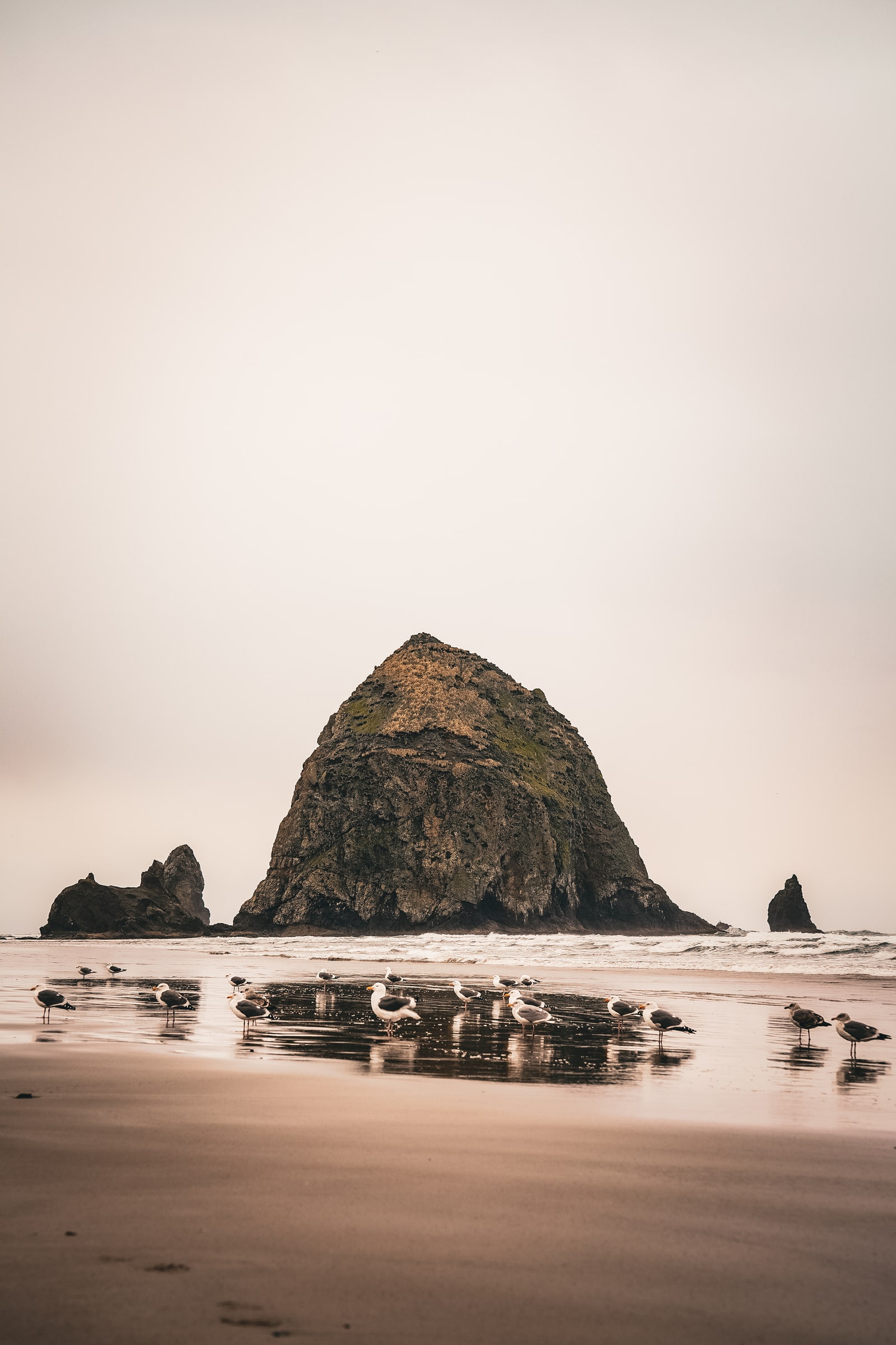 Gulls gather along the shoreline in front of Haystack Rock.