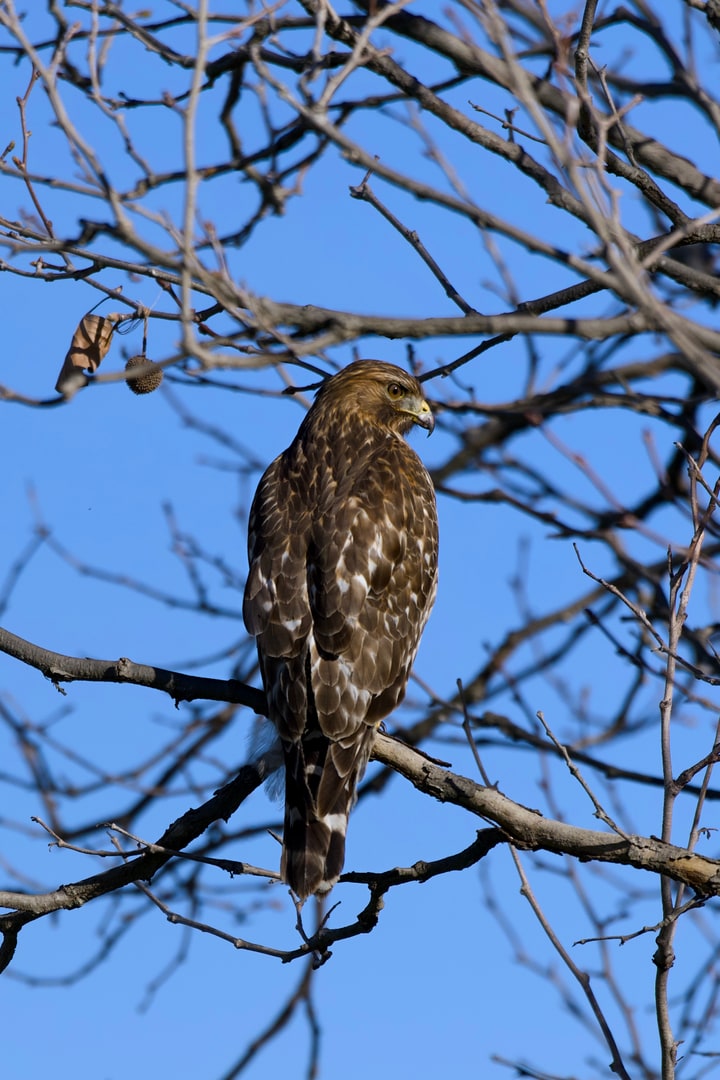 A juvenile red-shouldered hawk perches on a bare tree branch against a clear blue sky.