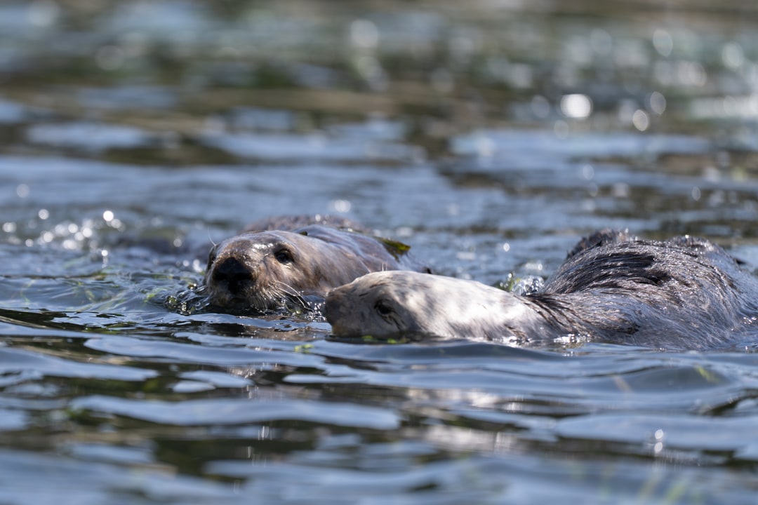 Two sea otters swim side by side across the surface of the water.