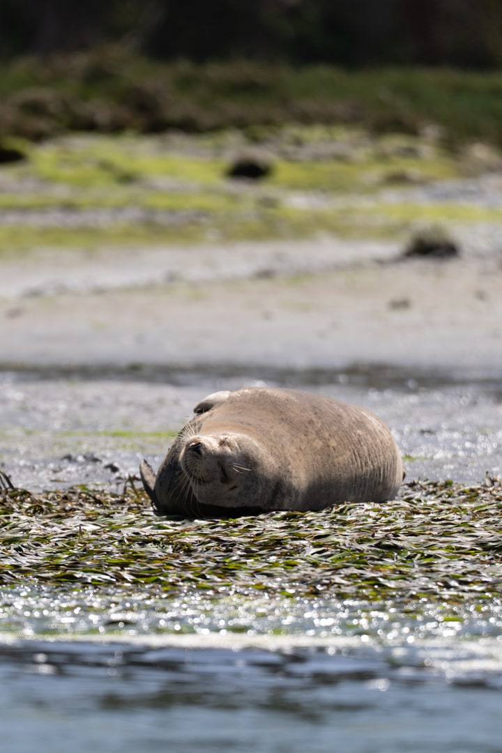 A harbor seal rests on a patch of seaweed along a sandy shoreline.