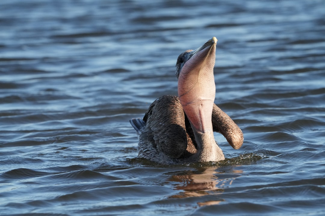 A brown pelican lifts its bill and spreads its throat pouch above the water.