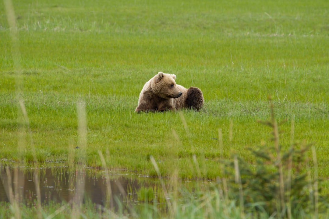 A brown bear rests in a grassy meadow near water in Alaska.