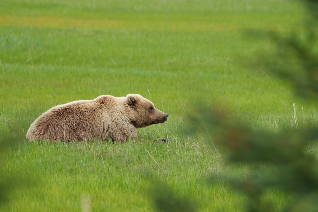 A brown bear rests lying down in a lush green field in Alaska.