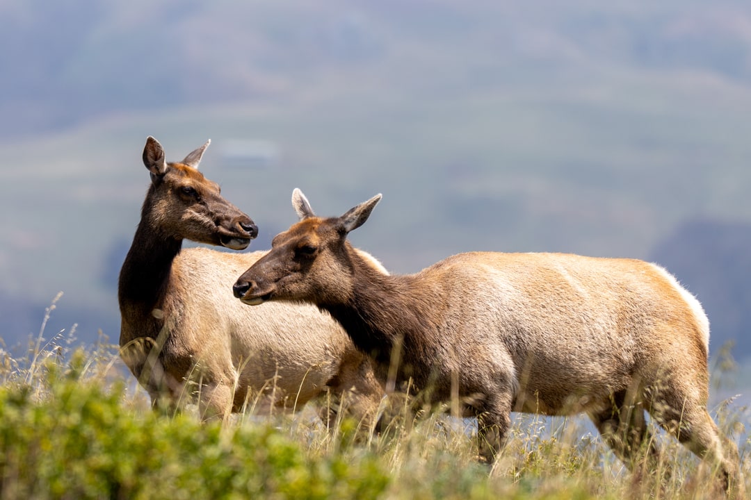 Two female elk stand alert on a grassy ridge against a distant hillside.