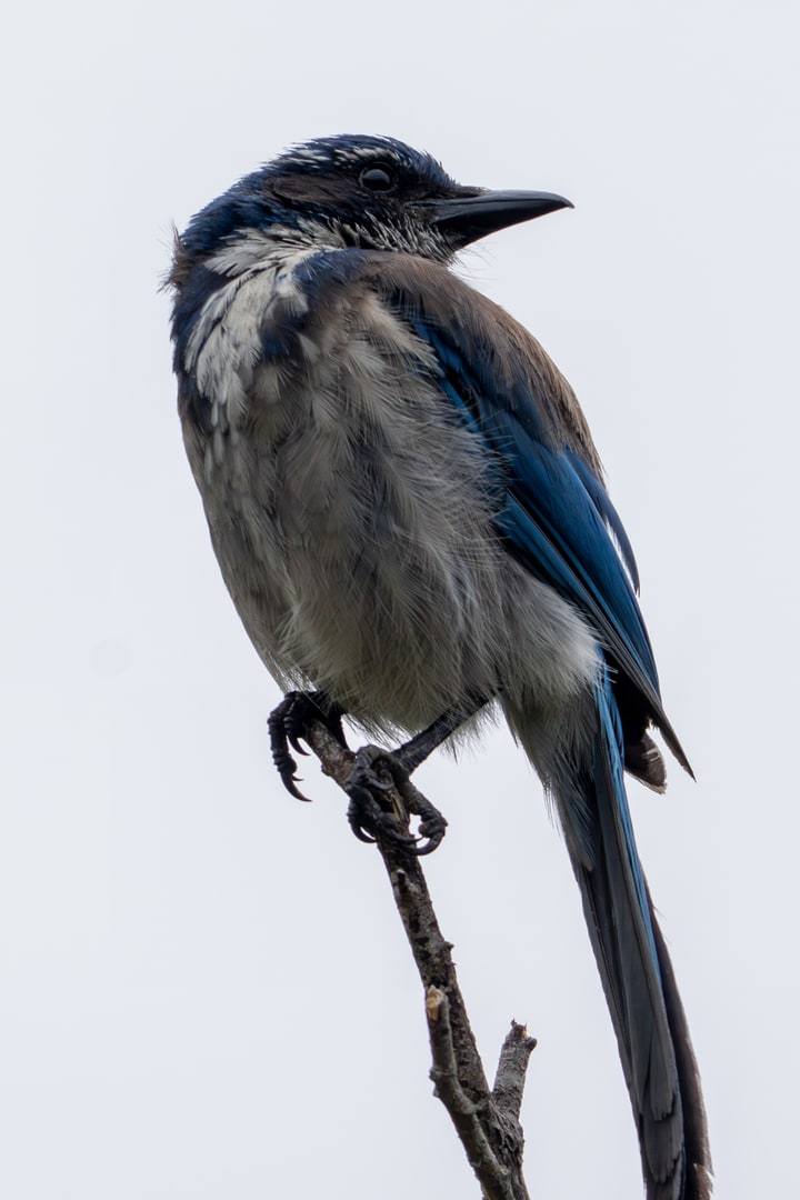 A California scrub-jay perches on a bare branch against an overcast sky.