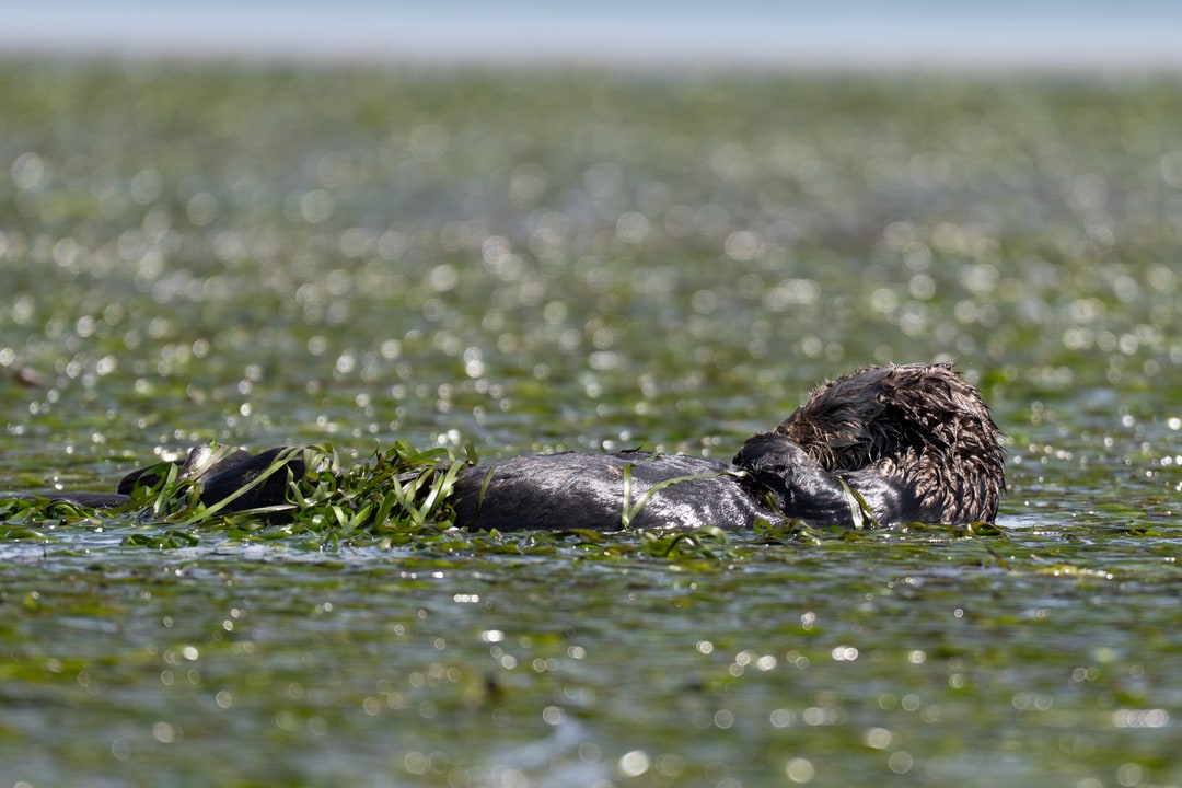 A sea otter rests on its back among floating marine vegetation.