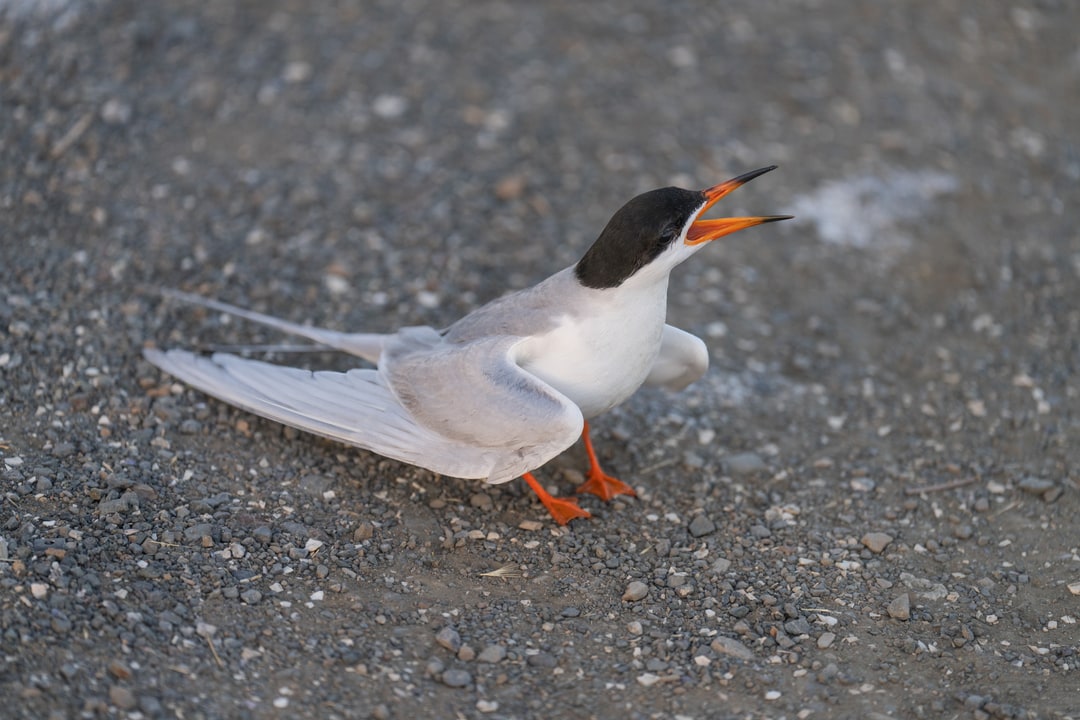 A common tern calls with its beak open while standing on a gravelly ground.