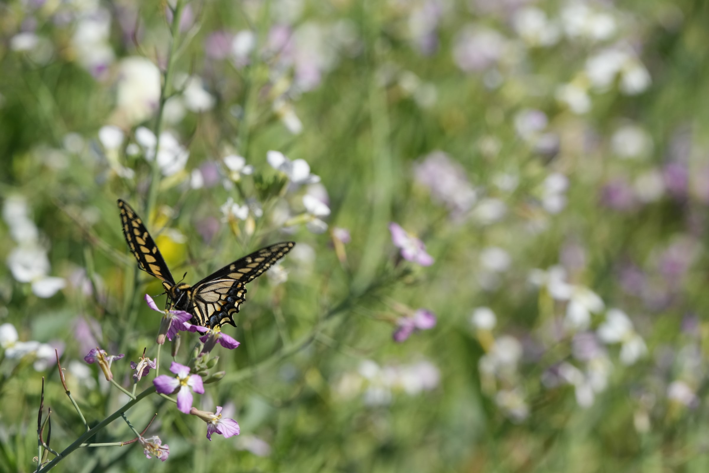 A tiger swallowtail perches on a cluster of pale purple flowers.