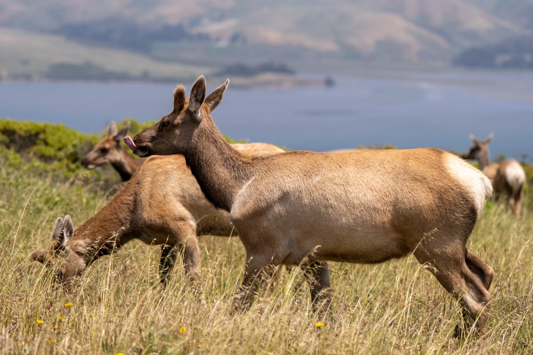 A small herd of female elk grazes in a coastal grassy field overlooking a body of water.