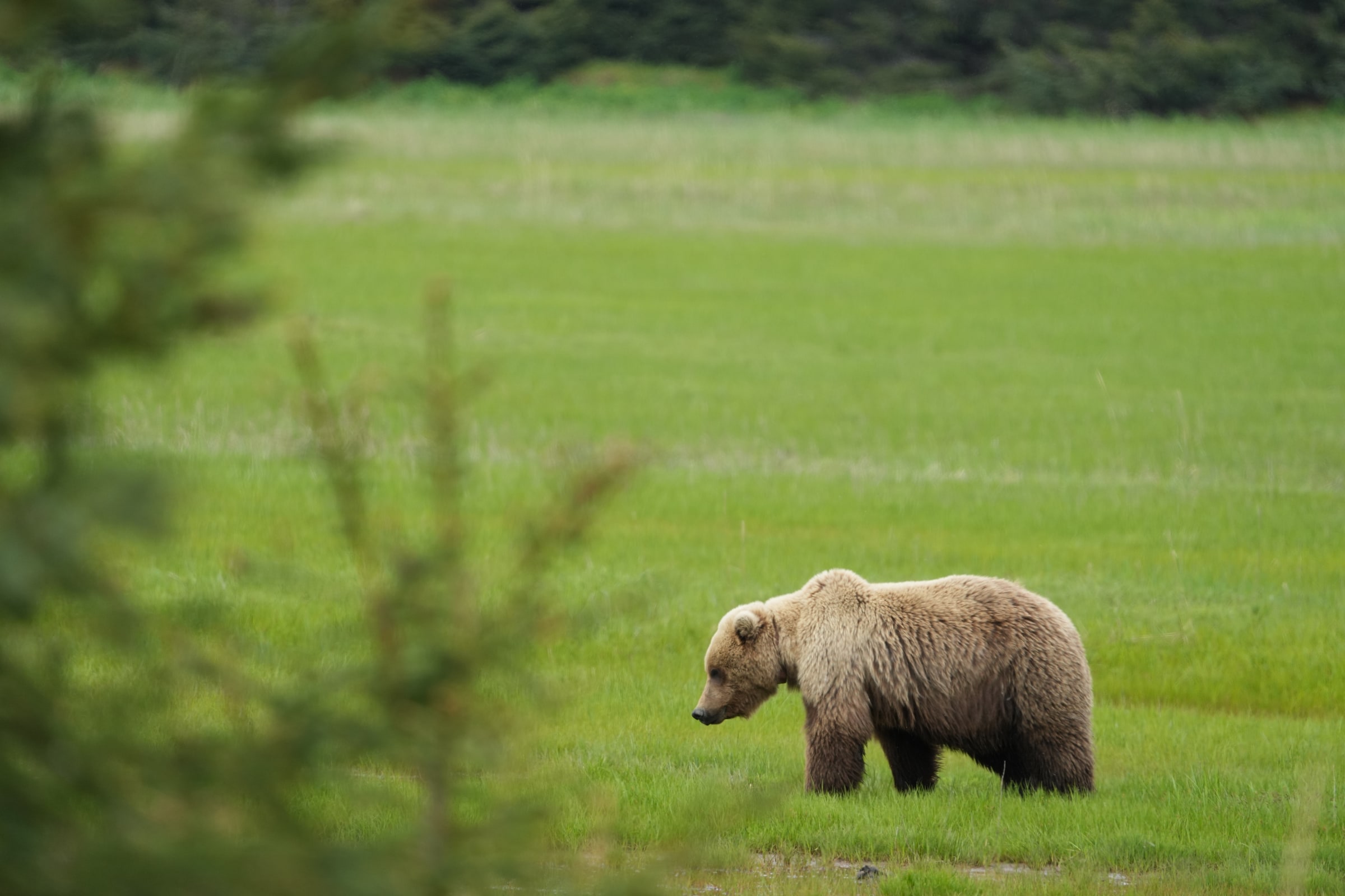 A brown bear stands in an open meadow.