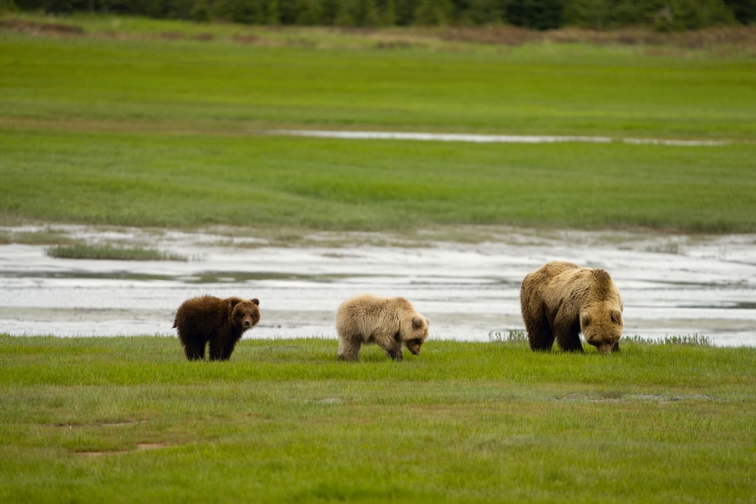 A mother brown bear grazes in a grassy coastal meadow accompanied by her two cubs.