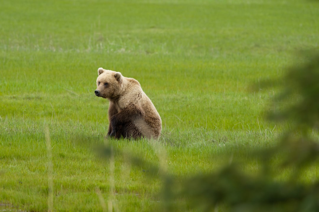 A brown bear sits in a lush green grassy field.