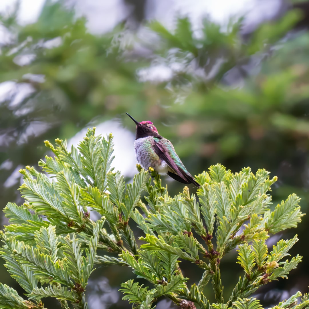A male Anna's hummingbird perches on the tip of an evergreen conifer branch.