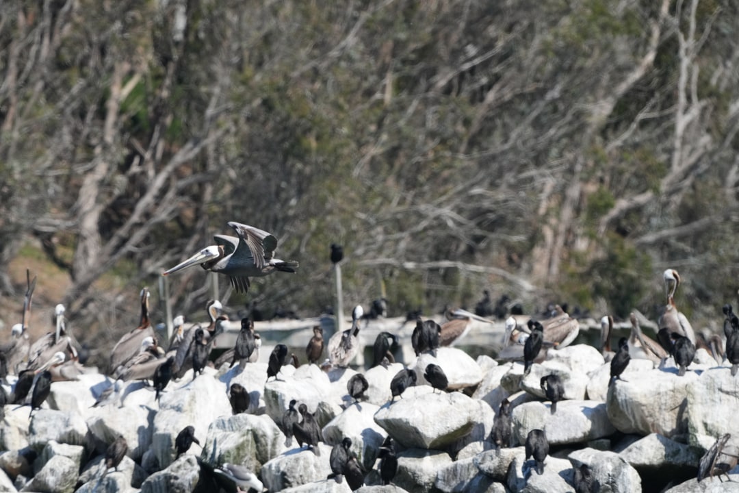 A brown pelican flies above a rocky roost shared with other seabirds.