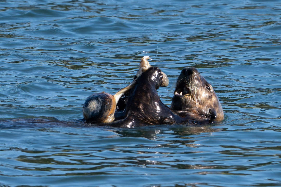 A sea otter floats on its back in open water while eating a large clam.