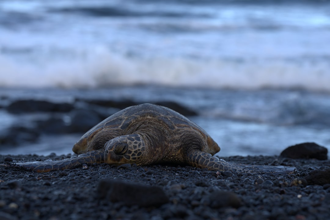 A sea turtle rests its head beside the surf.
