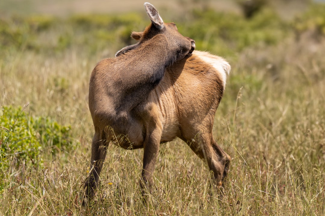 An elk reaches back to groom its coat while standing in a dry grassy meadow.