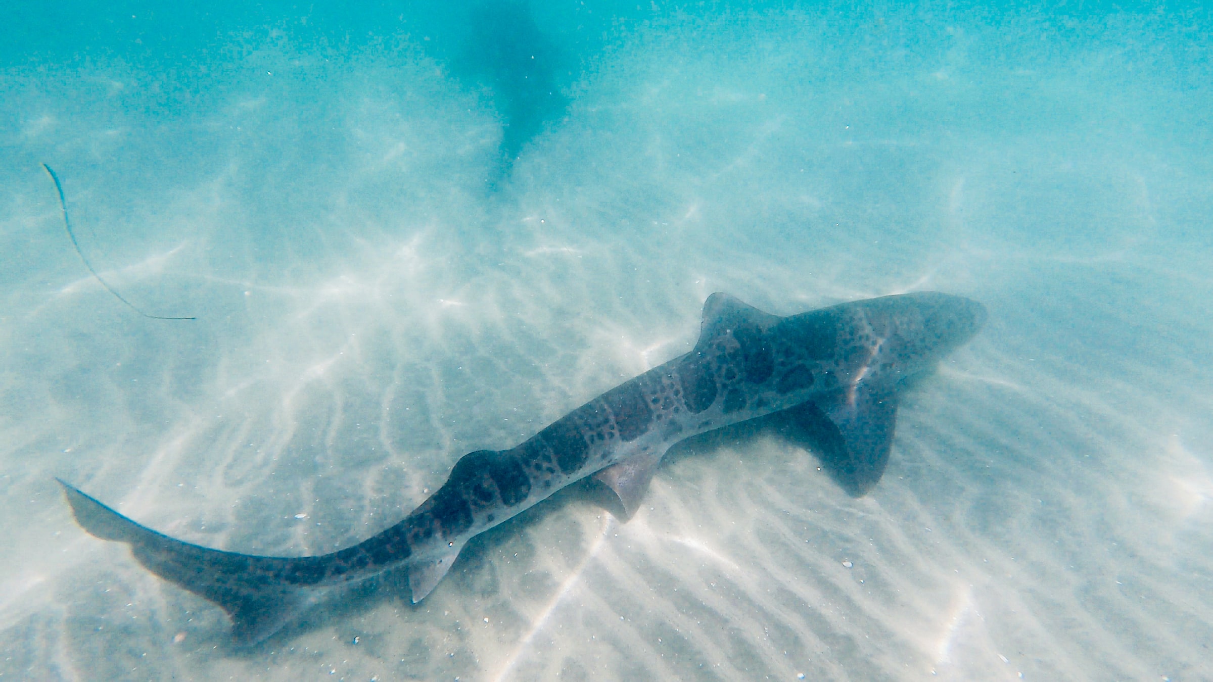 A leopard shark swims above a sandy bottom.