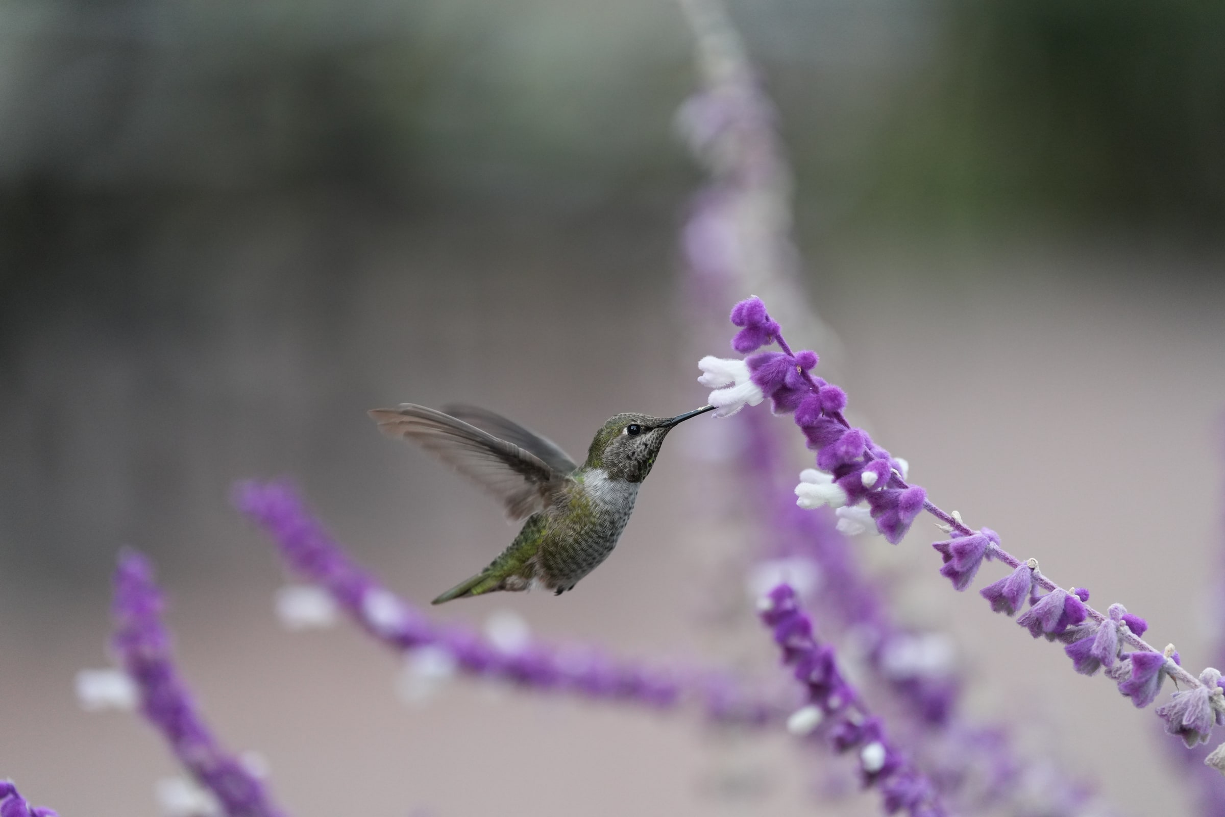 A hummingbird hovers beside purple flowers.
