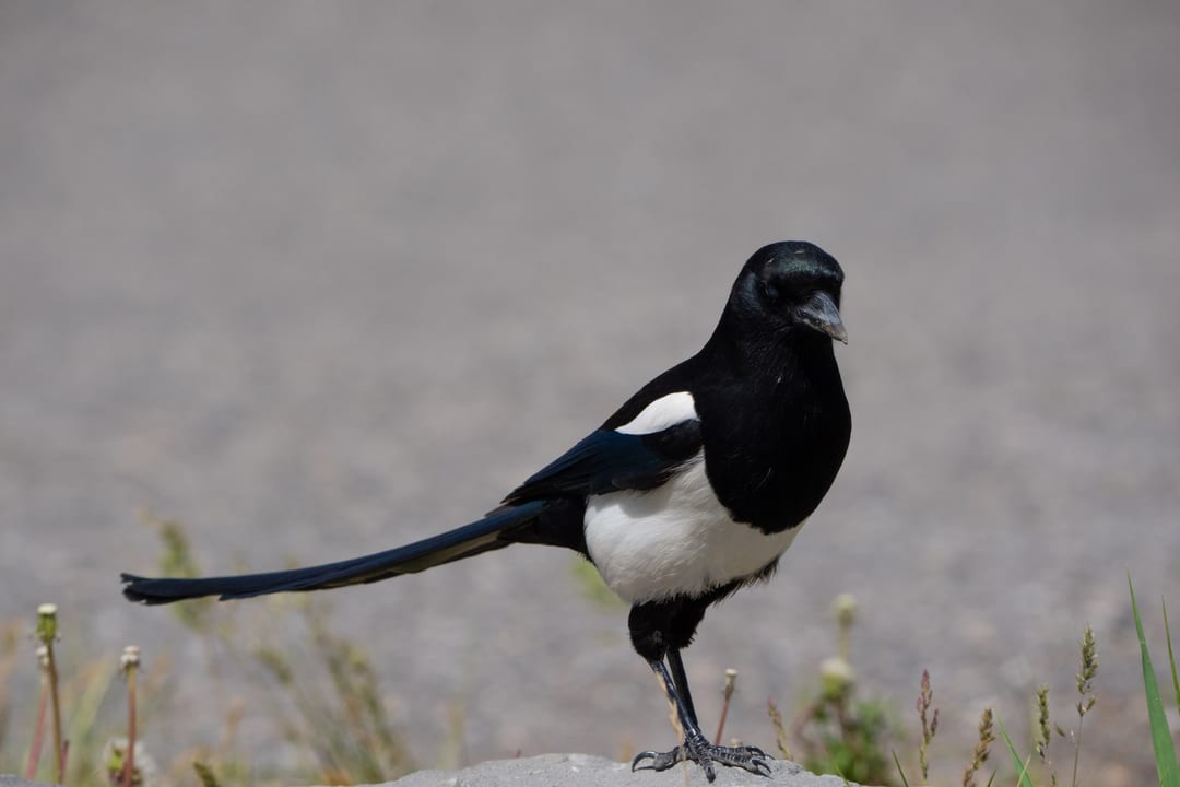 A Black-billed Magpie stands on a rock with a blurred grey background.