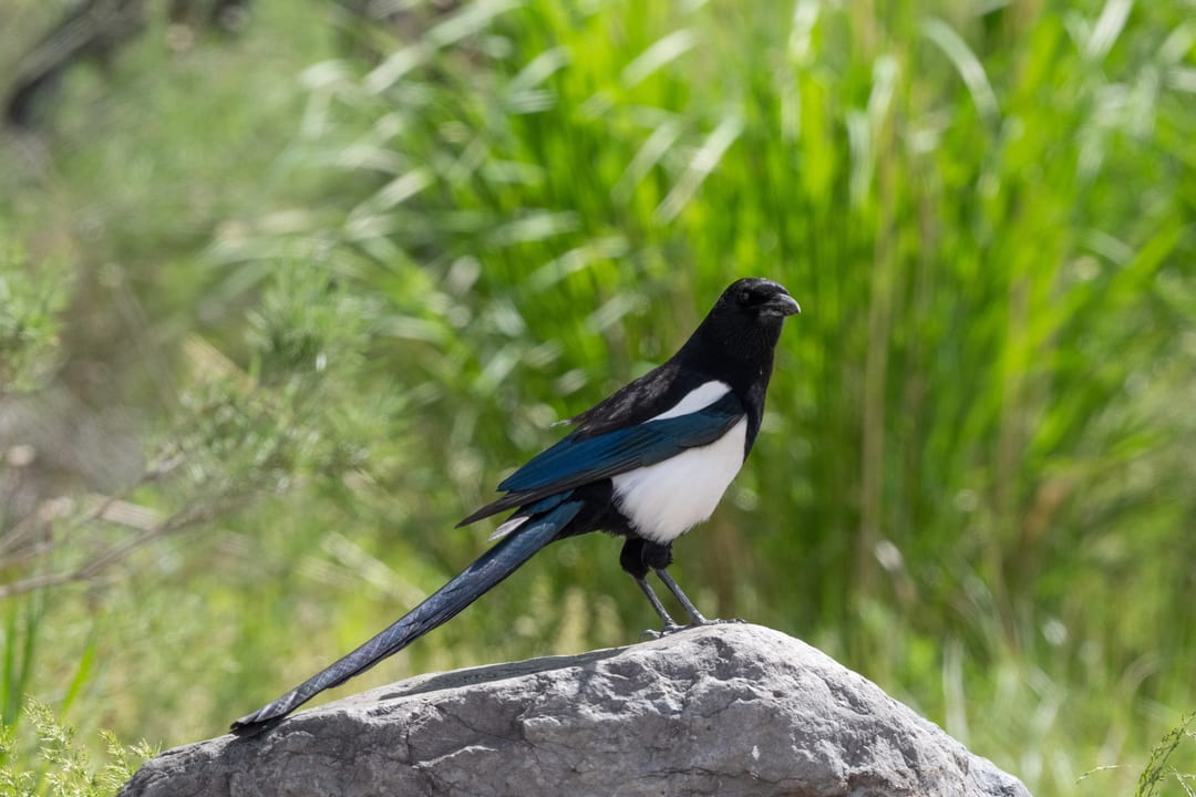 A Black-billed Magpie with its distinctive black, white, and iridescent blue-green plumage perches on a rock against a blurred green background.