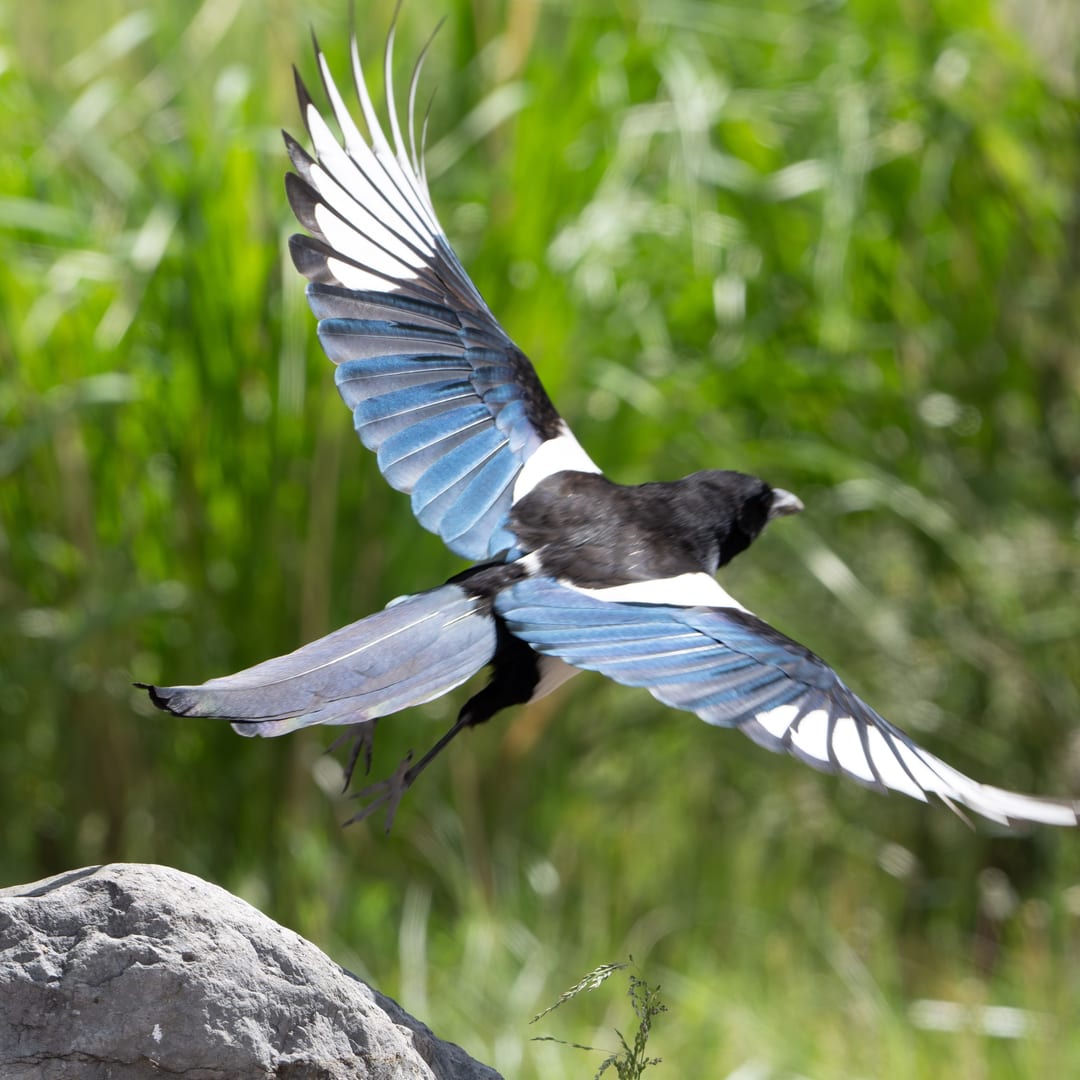 A Black-billed Magpie is captured mid-flight, displaying its characteristic black, white, and iridescent blue wing feathers against a soft green background.