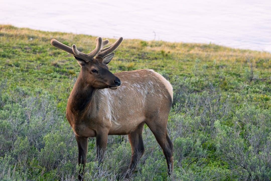 A bull elk with velvet antlers stands in a field of green grass and shrubs.