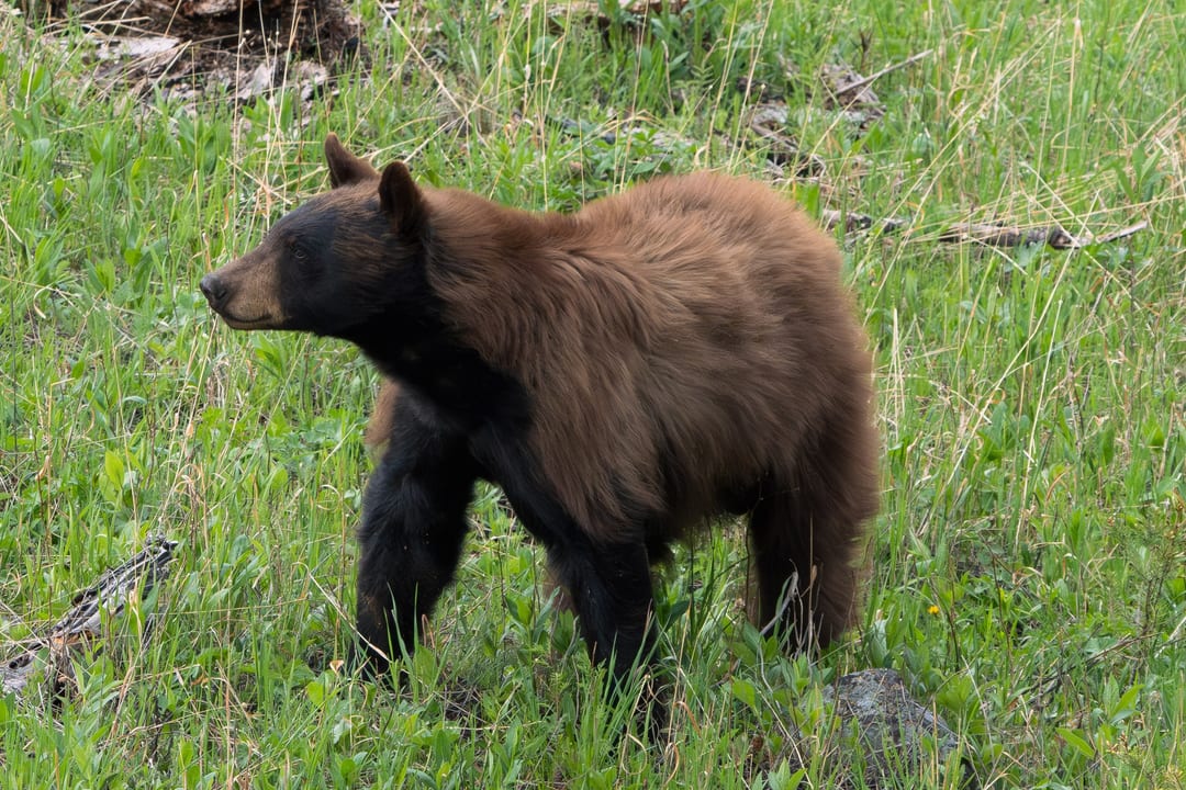 A cinnamon-phase American black bear walks through tall green grass, looking to its left.