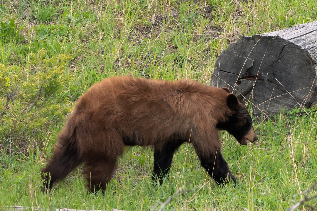 A brown-phase American Black Bear walks through tall green and dry grass next to a fallen log in a natural habitat.