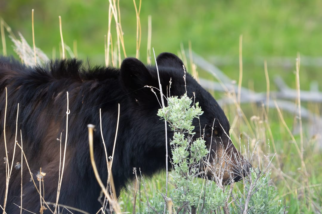 A black bear forages amongst tall grasses and sagebrush in a natural setting.