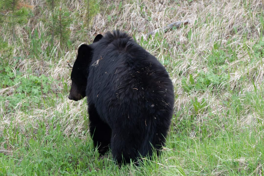 An American Black Bear walks through a grassy area, seen from its rear and side.
