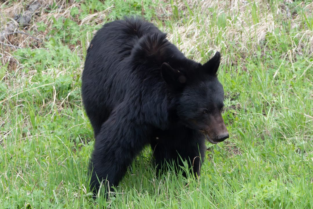 A black bear walks through a grassy field.