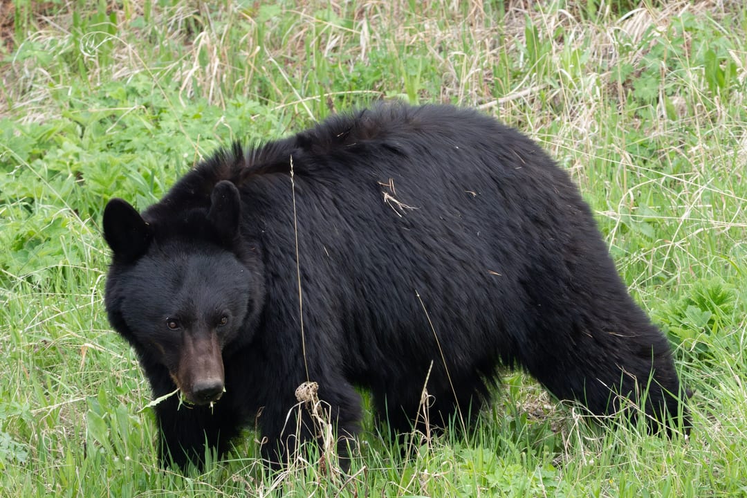 An American Black Bear forages for green vegetation in a grassy area.