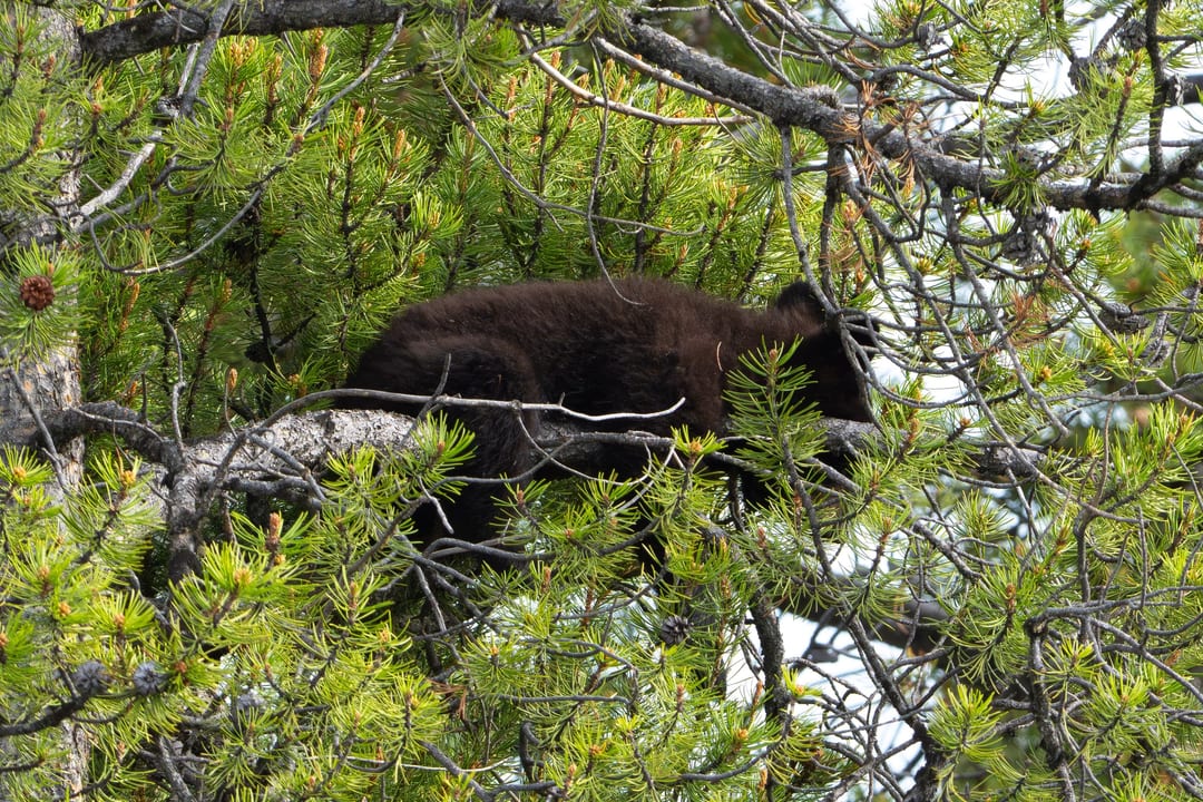 A black bear cub rests on a pine tree branch, partially obscured by green needles and branches.