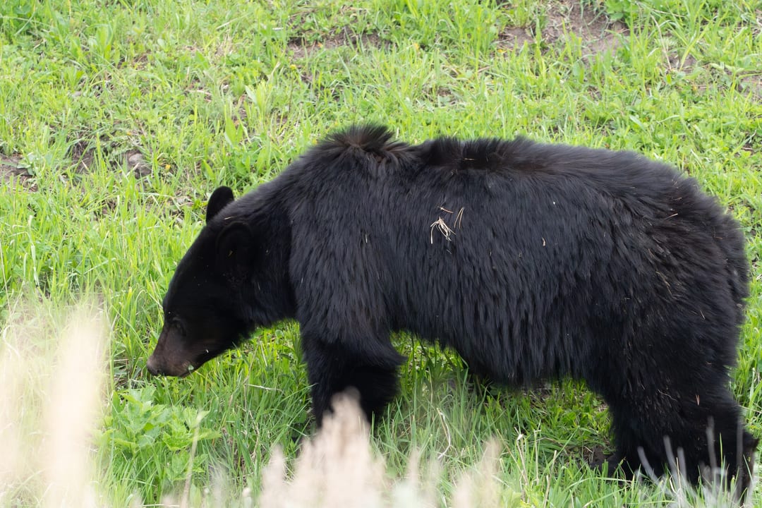 An American black bear (Ursus americanus) with dense black fur forages in a lush green grassy field.