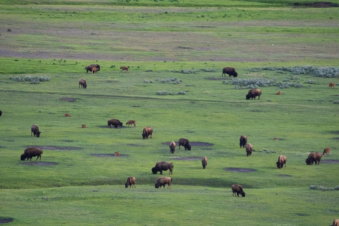 A large herd of American bison, including adults and calves, graze across a vast green prairie, alongside two mule deer fawns.