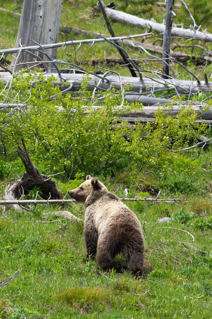 A grizzly bear sits in a grassy area with fallen trees and shrubs, observing its surroundings.