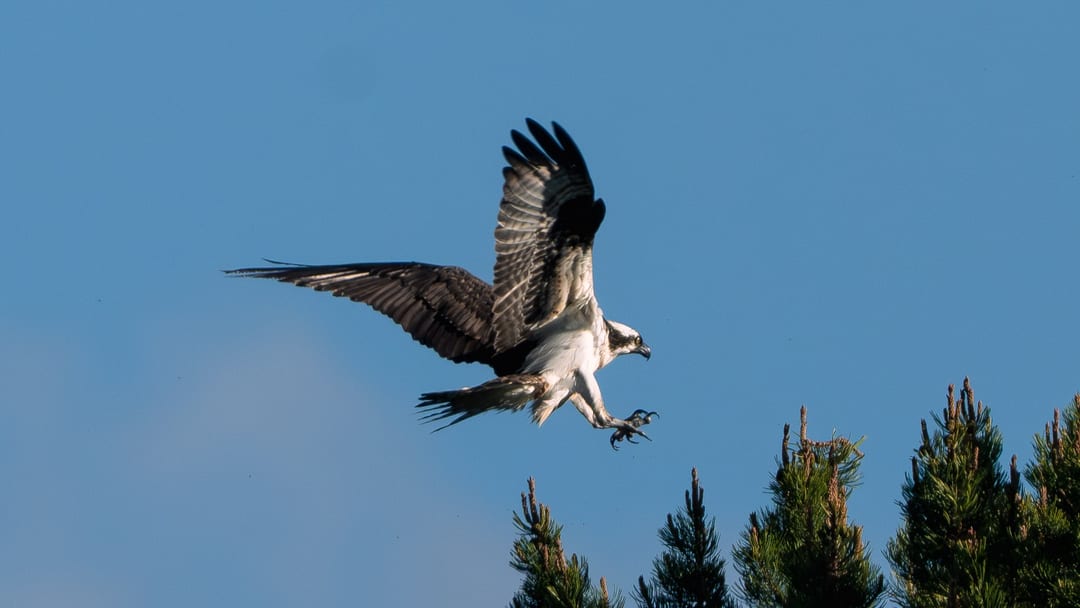 An Osprey, with wings spread and talons extended, prepares to land on the top of a pine tree against a clear blue sky.