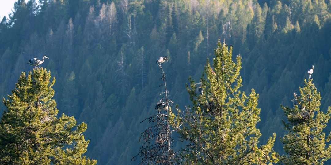 Multiple Great Blue Herons are perched on the tops and branches of evergreen trees, with at least two visible nests, set against a backdrop of a dense forest.