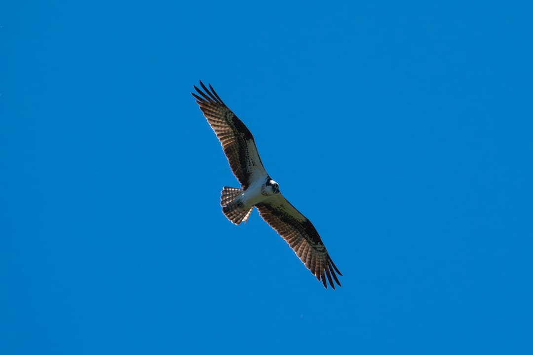 An Osprey (Pandion haliaetus) soars with wings outstretched against a clear blue sky.