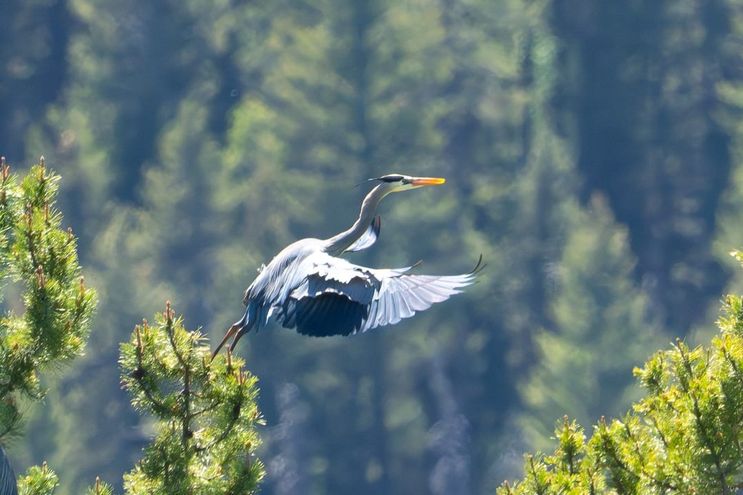 A Great Blue Heron flies gracefully above the treetops with its wings spread against a blurred forested background.