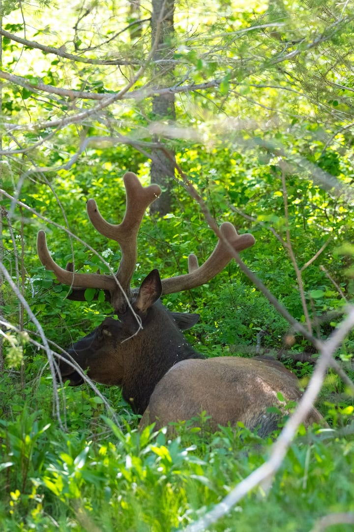 A bull elk with impressive velvet antlers rests peacefully in the dappled sunlight of a lush green forest undergrowth.